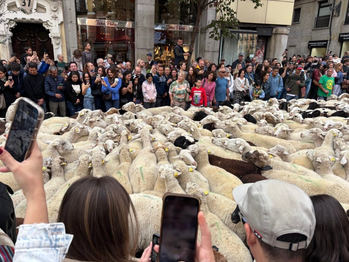 sheep in madrid