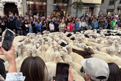 sheep in madrid