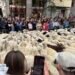 sheep in madrid